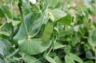 Snow peas