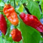 Ghost peppers