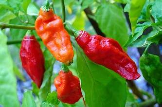 Ghost peppers