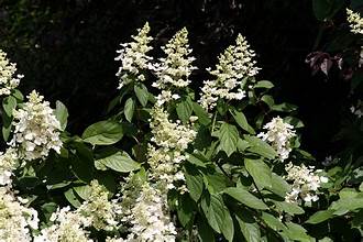 Hydrangea tree