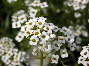 white flowers of Sweet Alyssum