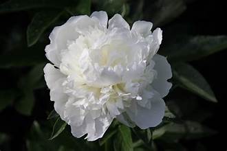 White peonies