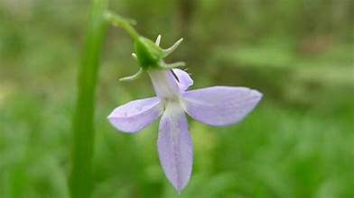 Lobelia