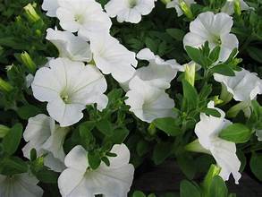 White flowers