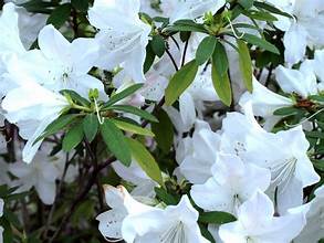 Hardy gardenia Azalea