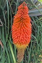 Kniphofia