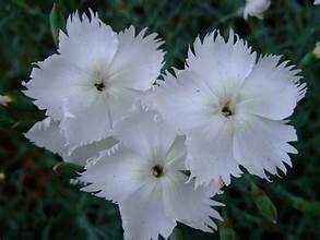 Sweet William Dianthus