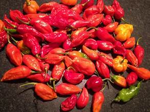 Ghost Peppers