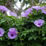 Morning Glory Flowers