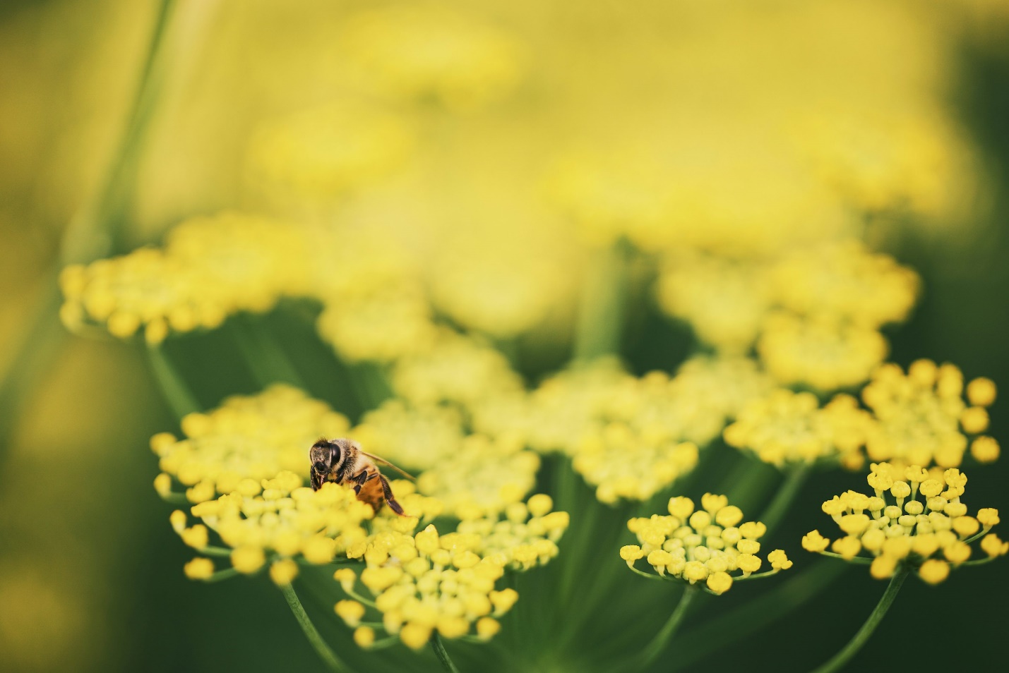 FENNEL yellow flowers attracting bee