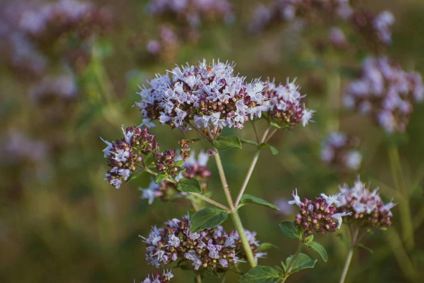 MARJORAM with purple flowers