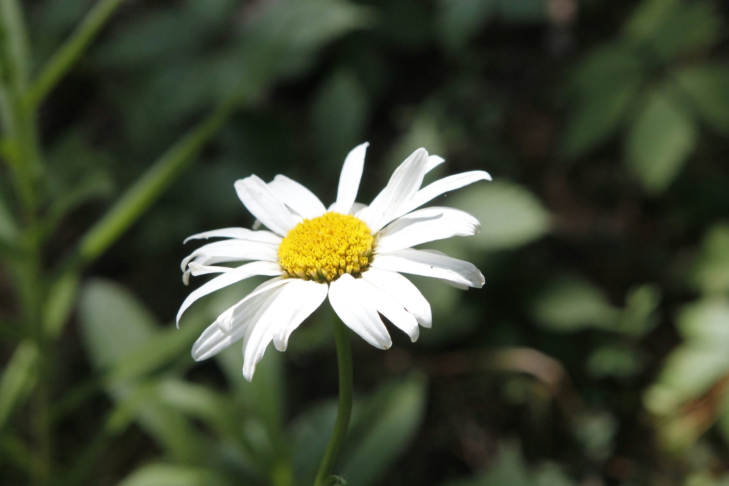 ASTER white flowers