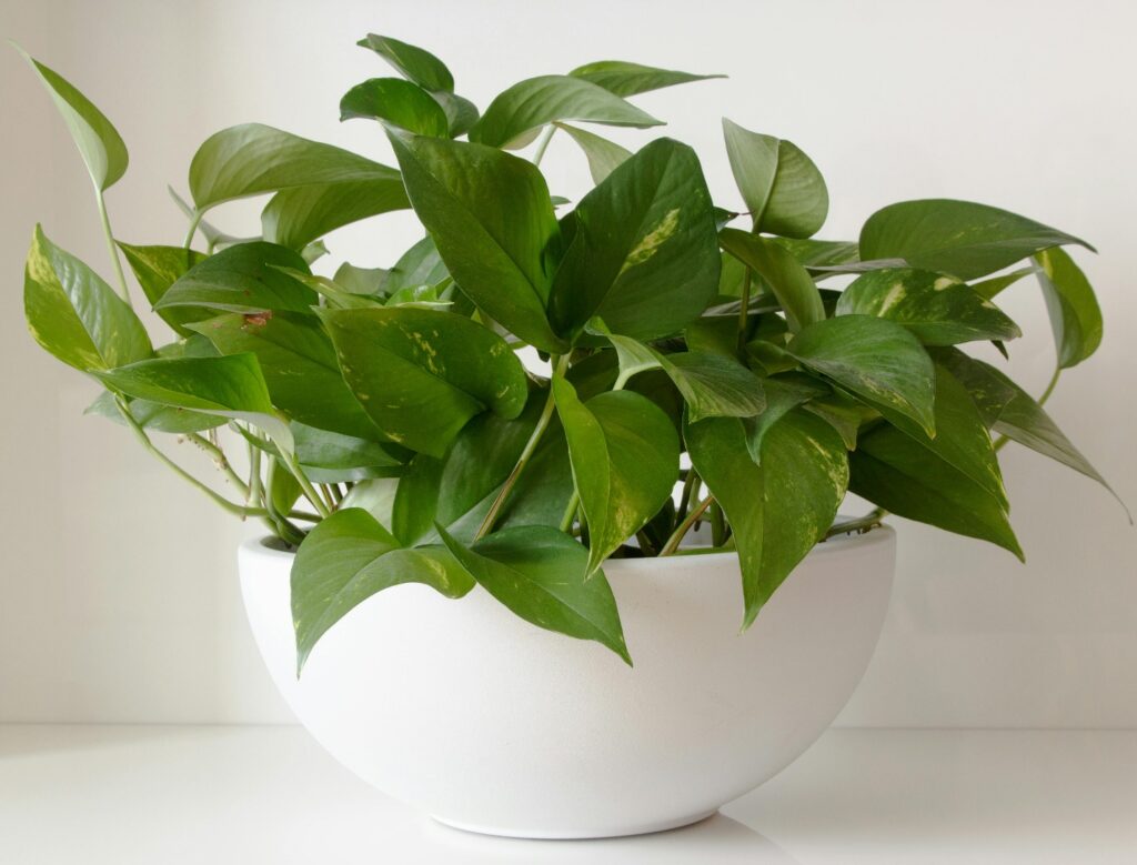 Pothos plant