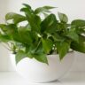 Pothos plant