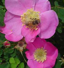 WILD ROSE flowering plants