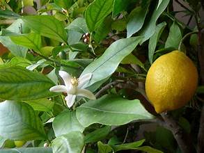 CITRUS FLOWERS 