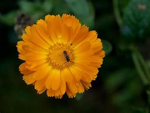 MARIGOLD