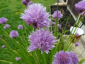 CHIVES flowering plants