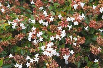 ABELIA (BEE BUSH)