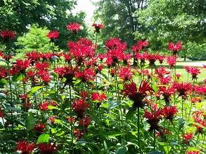 BEE BALM