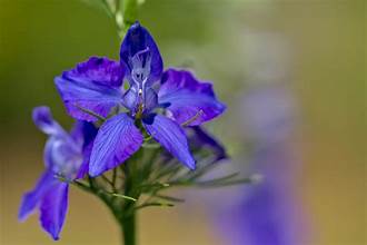 LARKSPUR