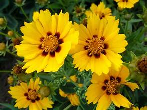 COREOPSIS