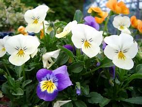 PANSY