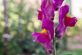 SNAPDRAGON flowering plants