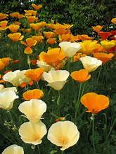 CALIFORNIA POPPY