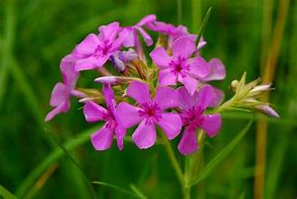 PHLOX flowering plants