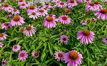 CONEFLOWER flowering plants