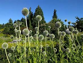 GLOBE THISTLE