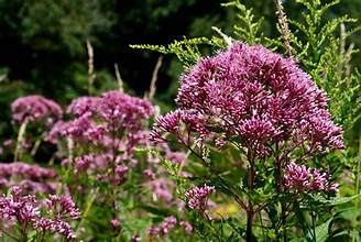 JOE PYE WEED flowering plants