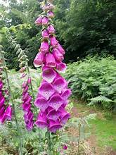 FOXGLOVE flowering plants