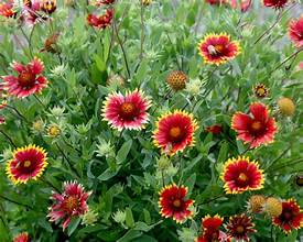 BLANKET FLOWER