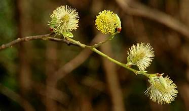 PUSSY WILLOW