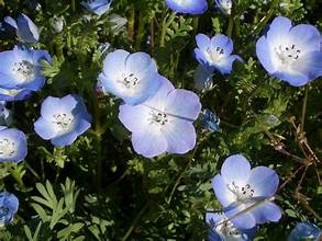 BABY BLUE EYES flowering plants