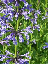 CATMINT