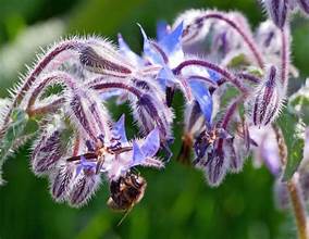 BORAGE