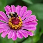 Pink flower attract honey bee