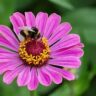 Pink flower attract honey bee