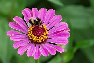 Pink flower attract honey bee