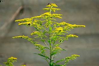 GOLDENROD