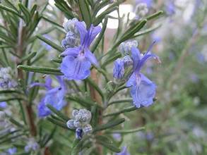 ROSEMARY flowering plants