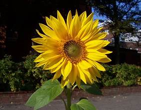 SUNFLOWER flowering plants