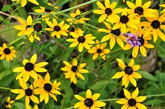 BLACK EYED SUSAN flowering plants