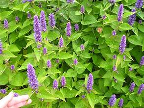 ANISE HYSSOP