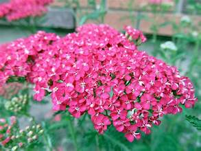 YARROW flowering plants