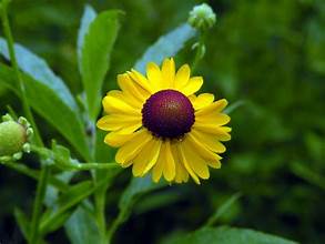 HELENIUM