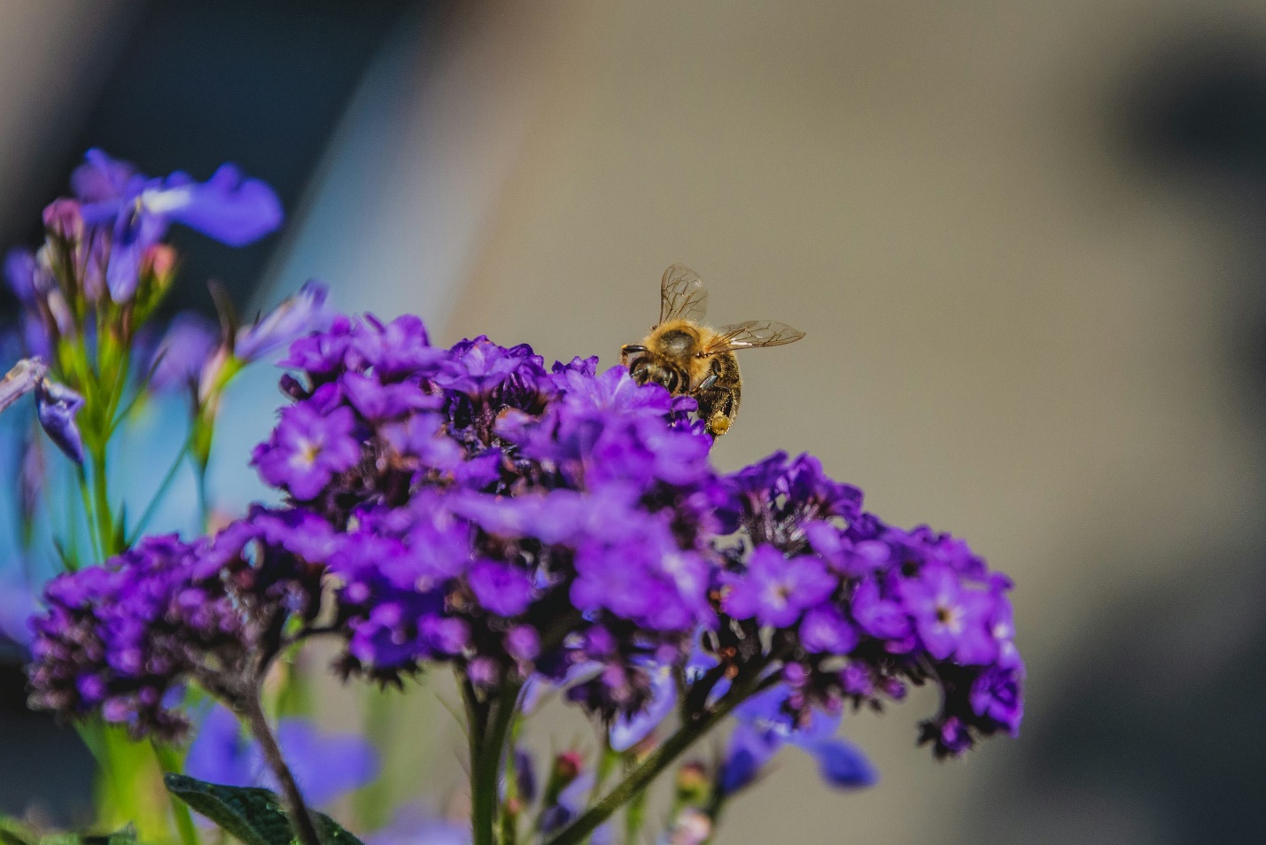 HWLIOTROPE with purple flowers and honey bee